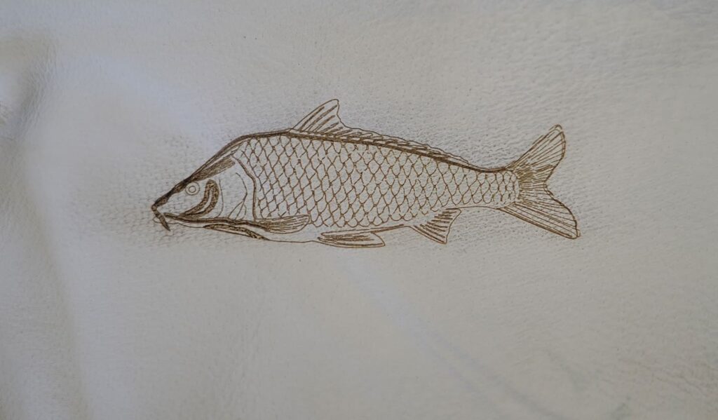 Zeichnung eines Karpfen mit detaillierten Schuppen und Flossen